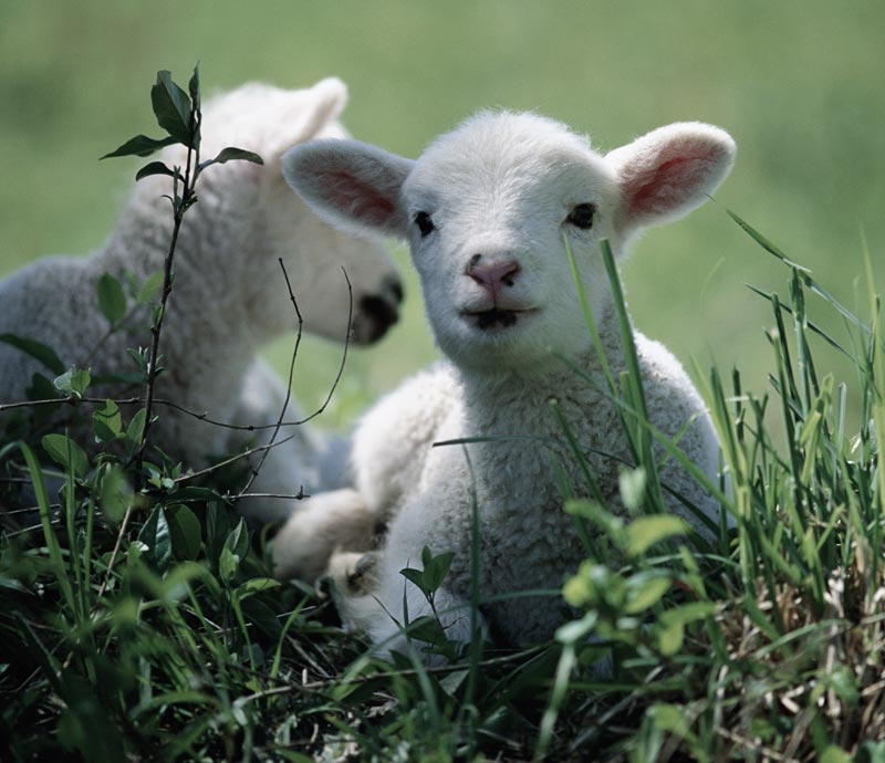 irishlambmanufacturerkepakp Kepak